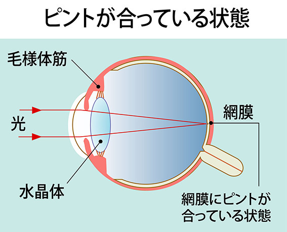 ドクタービジョンにより、毛様体筋のコリがほぐれピントの調節がスムーズになる。
